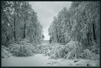 Хмурое утро после снегопада 29.12.2009