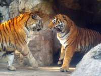 Тигриные разговоры. Сафари Ворлд. Бангкок. Tiger Talking. afari World. Bangkok.