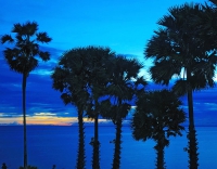 Пхукет. Закат. Пальмы. Phuket. Sunset Palms.