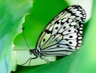 Бабочка. 1. Penang. Butterfly Farm.