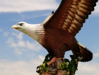 Орёл. Лангкави. Eagl...