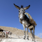 donkey from Vadi-Kel...