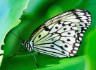 Бабочка. Пенанг. Penang Butterfly Farm.