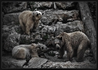 Три медведя...