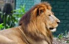 Царь зверей. Портрет льва. King of animals. Portrait of a lion.