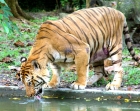 Тигр на водопое. Tiger.