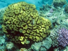 Красное море. Red Sea. 9