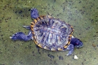 Черепаха. Terrapin....