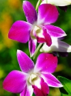Орхидея. Orchid....